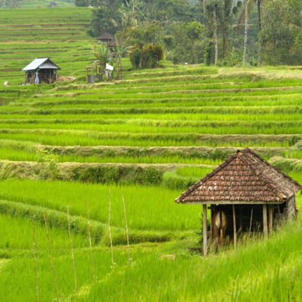 Ubud and Tanah Lot Tour
