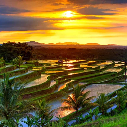 Bedugul - Jatiluwih
